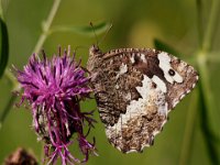 0009 (Weisser Waldpotier)